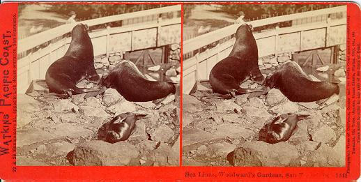 Watkins #1648 - At Woodward's Gardens, San Francisco.