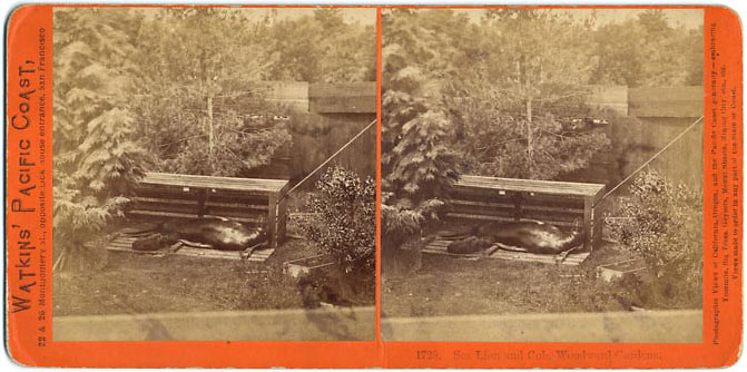 Watkins #1728 - Sea Lion and Cub, Woodward Gardens