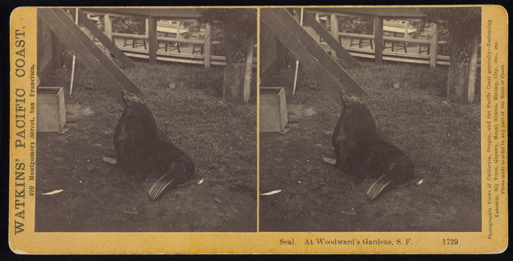 Watkins #1729 - Seal. At Woodward's Gardens, S.F.