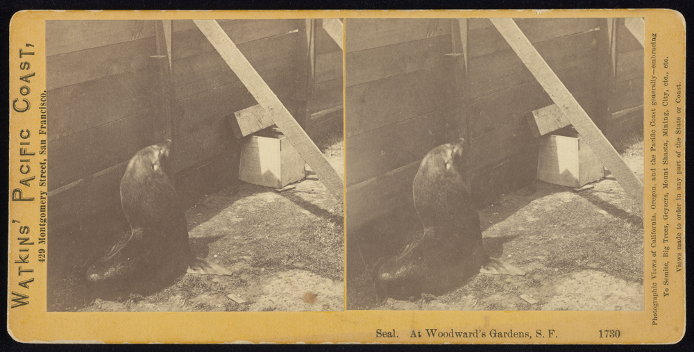 Watkins #1730 - Seal. At Woodward's Gardens, S.F.