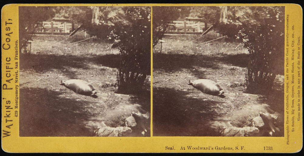 Watkins #1731 - Seal. At Woodward's Gardens, S.F.