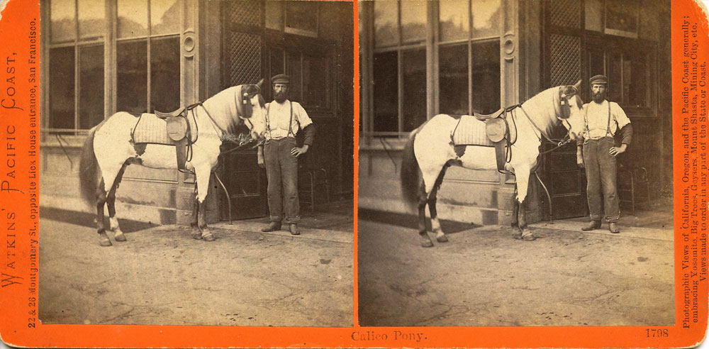 Watkins #1798 - Calico Pony