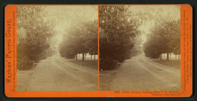 #1907 - North Avenue, leading from T.H. Selby's Residence, Fair Oaks, Cal.