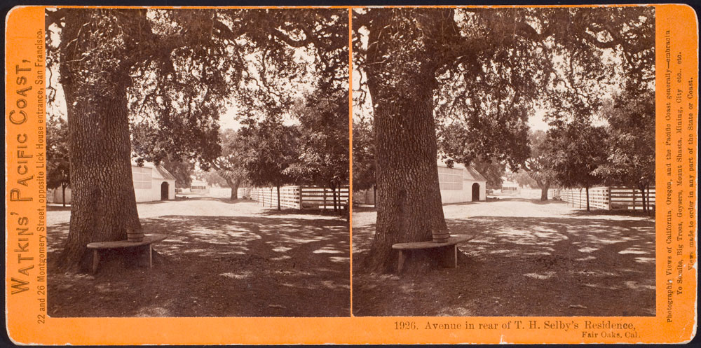 Watkins #1926 - Avenue in rear of T.H. Selby's Residence, Fair Oaks, Cal.