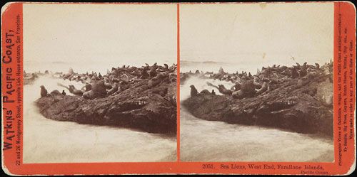#2051 - Sea Lions, West End, Farallone Islands, Pacific Ocean