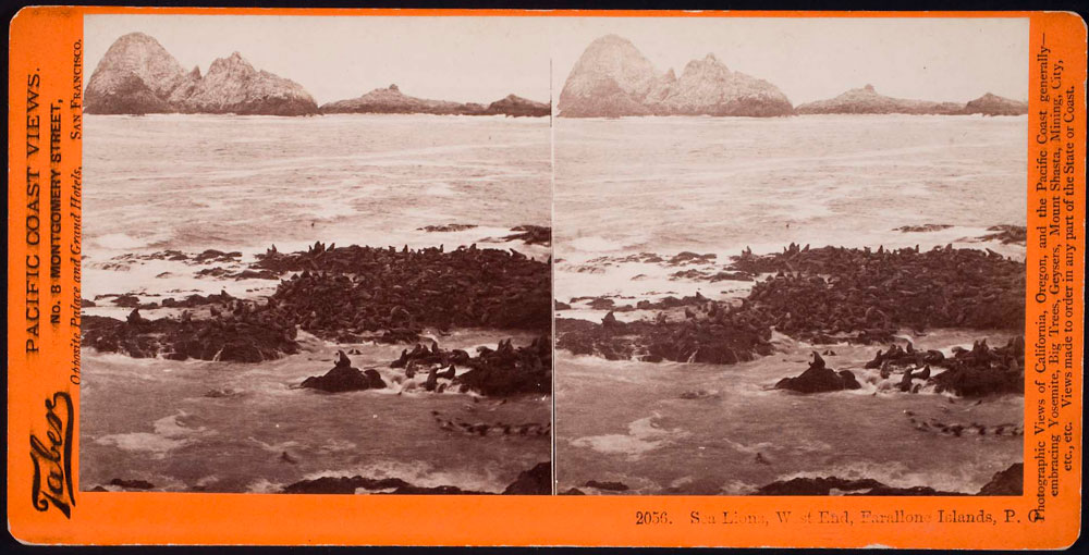 Watkins #2056 - Sea Lions, West End, Farallone Islands, P.O.
