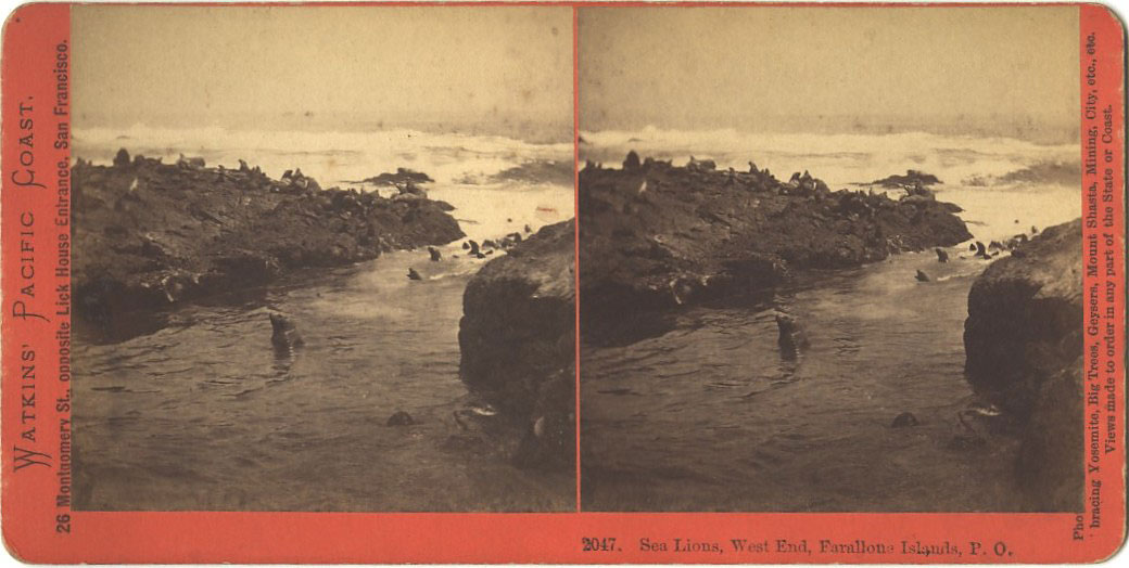 Watkins #2047 - Sea Lions, West End, Farallone Islands, Pacific Ocean