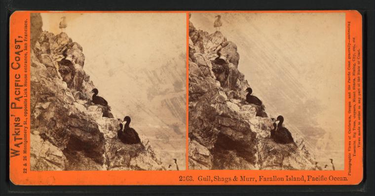 #2063 - Gull, Shags & Murr, Farallon Islands, Pacific Ocean