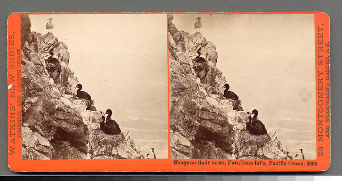 Watkins #2063 - Shags on their nests, Farallone Islands, Pacific Ocean