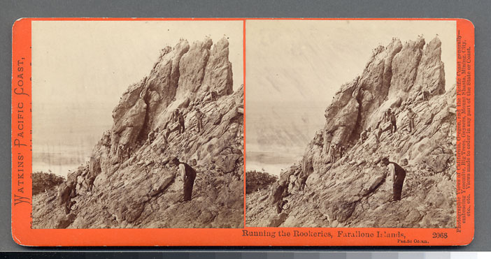 Watkins #2068 - Running the Rookeries, Gathering Murr eggs, Farallone Islands, Pacific Ocean