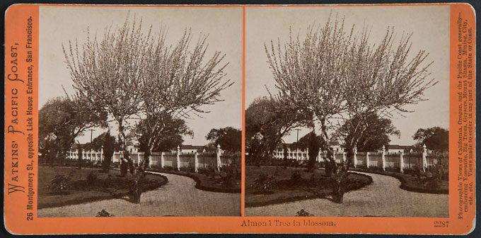 Watkins #2287 - Almond Tree in Blossom 