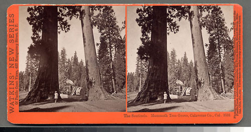 #3501 - The Sentinels, Mammoth Tree Grove, Calaveras Co., Cal.