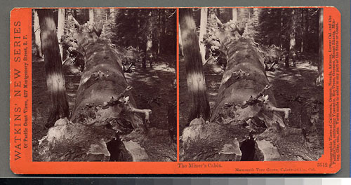#3512 - The Miner's Cabin, Mammoth Tree Grove, Calaveras Co., Cal.