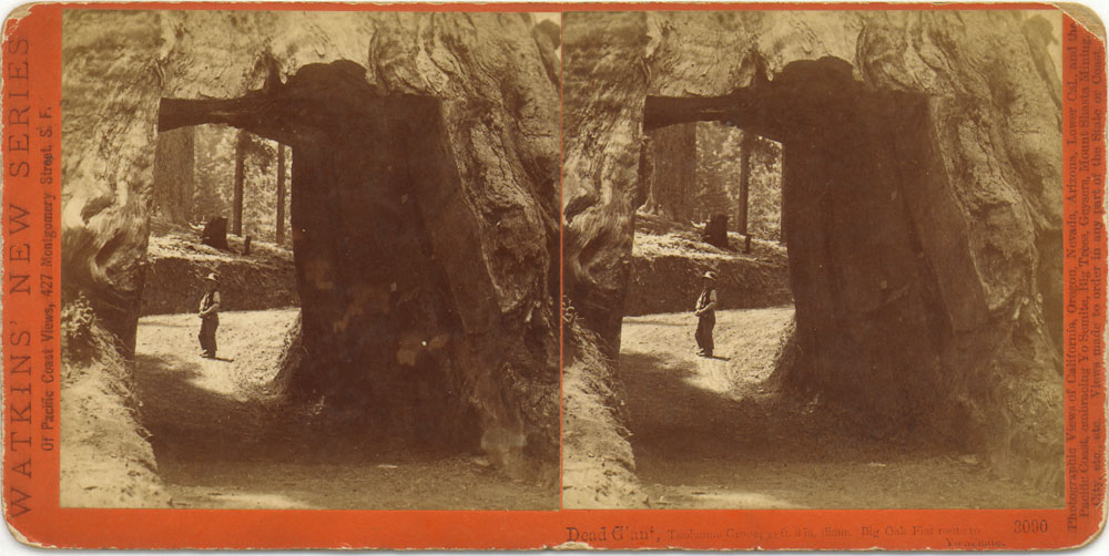 Watkins #3090 - Dead Giant, Tuolumne Grove; 30 ft. 8 in. diam., Big Oak Flat Route to Yosemite.