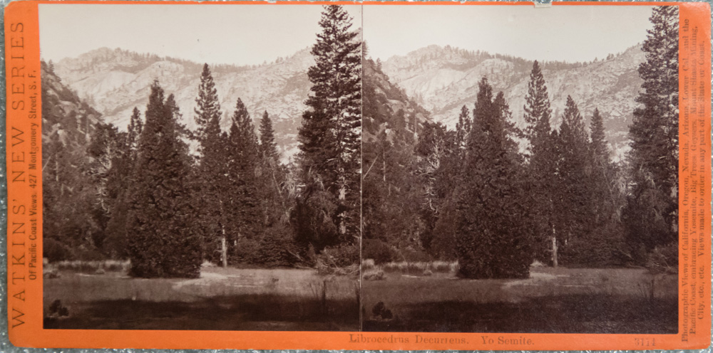 Watkins #3114 - Librocedrus Decurrens. Yo Semite.