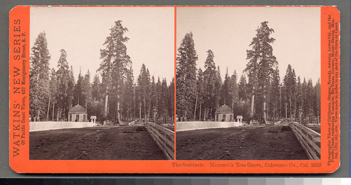 Watkins #3503 - The Sentinels, Mammoth Tree Grove, Calaveras Co., Cal.