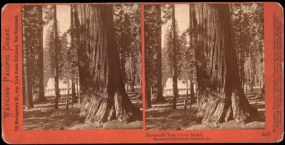 Watkins #3507 - Mammoth Tree Grove Hotel, Mammoth Tree Grove, Calaveras Co., Cal.