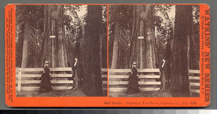Watkins #3508 - Auld Reckie, Mammoth Tree Grove, Calaveras Co., Cal.