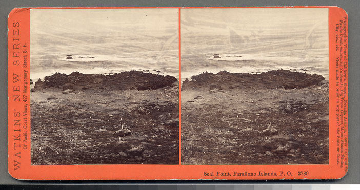 #3789 - Seal Point, Farallon Islands