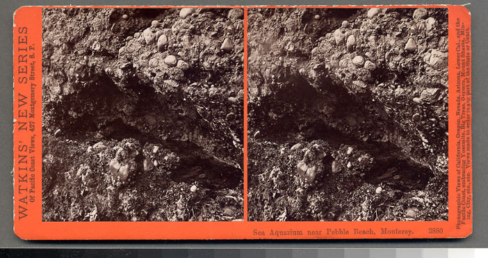 Watkins #3880 - Sea Aquarium, near Pebble Beach, Monterey, Cal.
