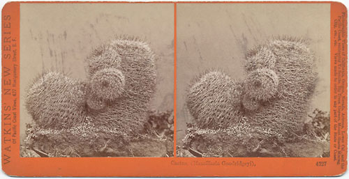 #4327 - Cactus, (Mamillaria Goodridgeyi).