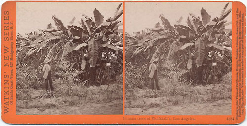 #4384 - Banana Trees at Wolfskill's, Los Angeles, Cal.
