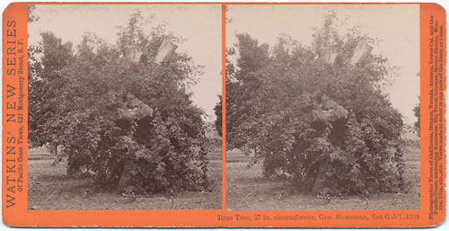#4399 - Rose Tree, 27 in. Circumference, Gen. Stoneman, San Gab'1., Cal.