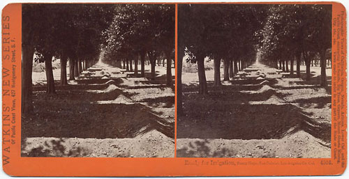#4804 - Ready for Irrigation, Sunny Slope, San Gabriel, Los Angeles, Co., Cal.