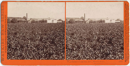 #4807 - Wine houses from the Ave., Sunny Slope, San Gabriel, Los Angeles Co., Cal.