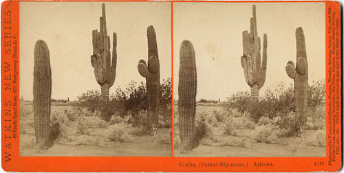 #4849 - Cactus, (Cereus Giganteus.) Arizona.