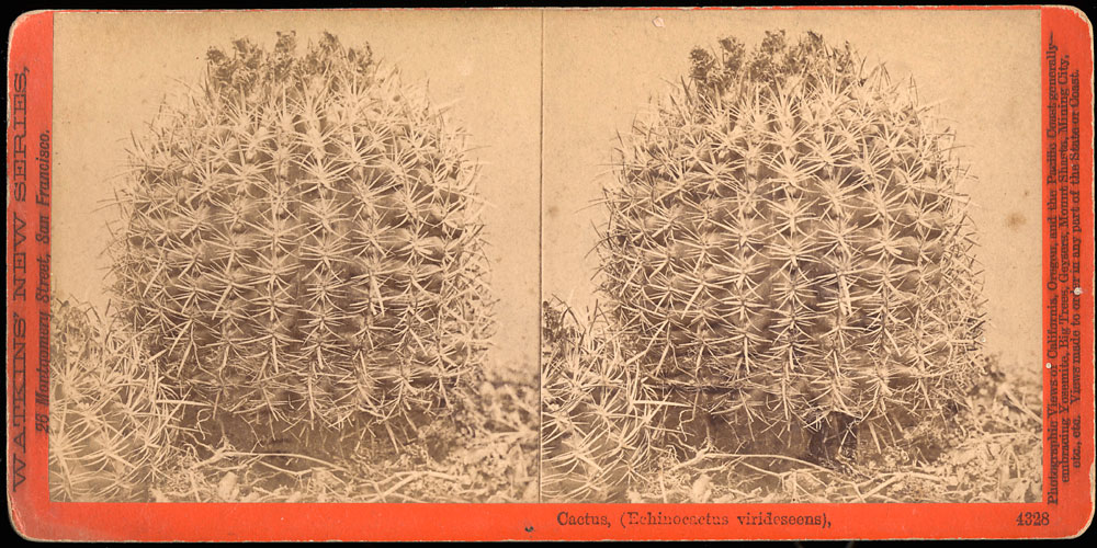 Watkins #4328 - Cactus, (Echinocactus virideseens).