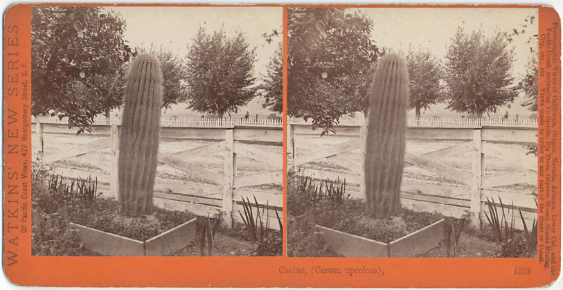 Watkins #4329 - Cactus, (Cereus speciosa).