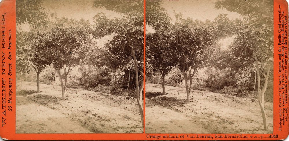 Watkins #4348 - Orange orchard of Van Lenvan, San Bernardino.