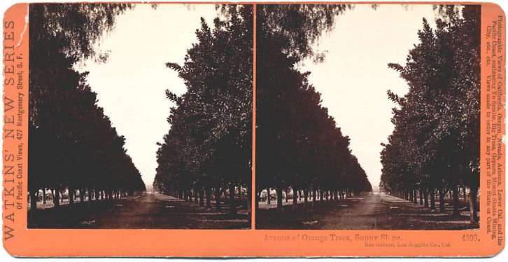 Watkins #4805 - Avenue of Orange Trees, Sunny Slope, San Gabriel, Los Angeles Co., Cal.