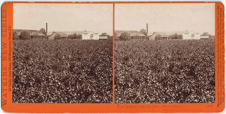 Watkins #4807 - Wine houses from the Ave., Sunny Slope, San Gabriel, Los Angeles Co., Cal.