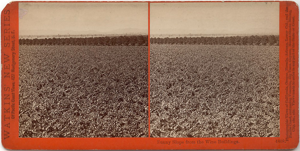 Watkins #4808 - Sunny Slope, from the Wine Buildings, San Gabriel, Los Angeles Co., Cal.