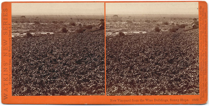 Watkins #4809 - New Vineyard from the Wine Buildings, Sunny Slope, San Gabriel, Los Angeles Co., Cal.