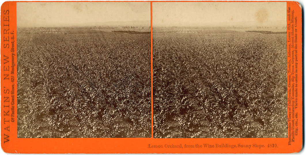 Watkins #4810 - Lemon Orchard, from the Wine Buildings, Sunny Slope, San Gabriel, Los Angeles Co., Cal.