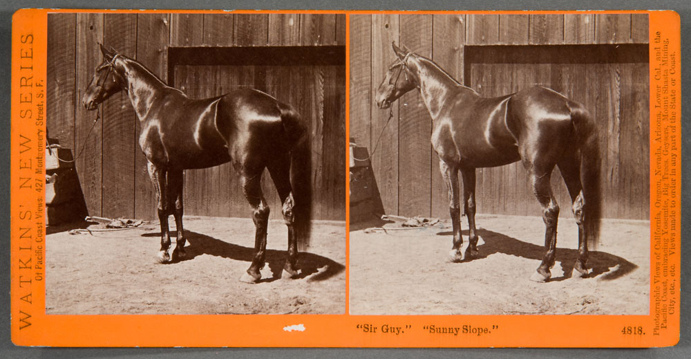 Watkins #4818 - Sir Guy, Sunny Slope.