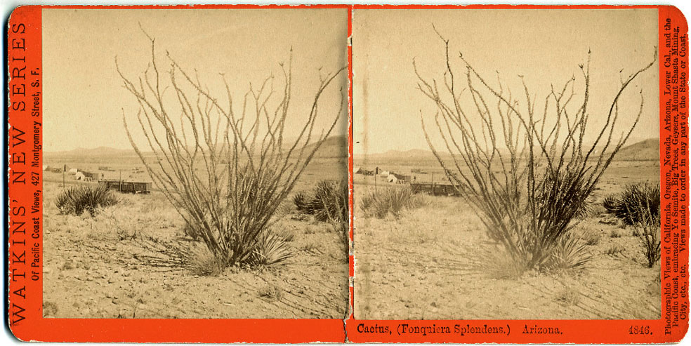 Watkins #4846 - Cactus, (Fonquiera Splendens.) Arizona.