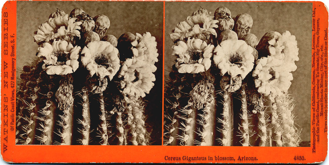 Watkins #4850 - Cereus Giganteus in blossom, Arizona.