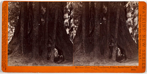 #5005 - Redwood Family, Big Tree Grove, Felton, Santa Cruz Co., Cal.