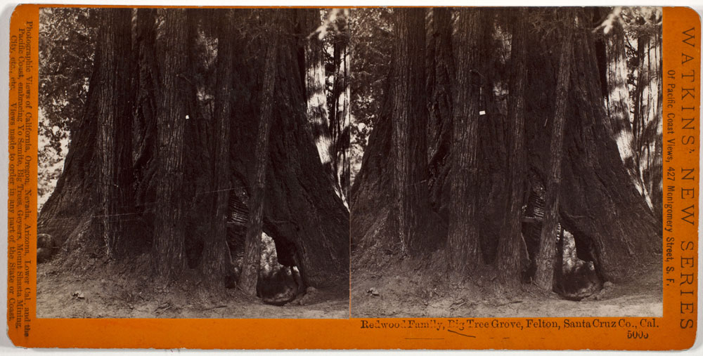 Watkins #5005 - Redwood Family, Big Tree Grove, Felton, Santa Cruz Co., Cal.
