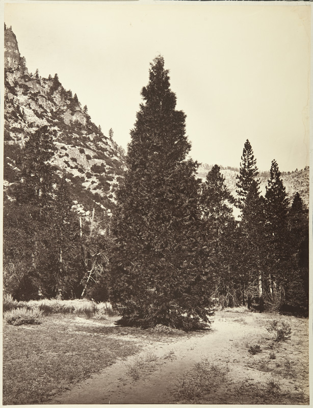 Watkins #77 - Douglas Fir (Librocedrus Decurrens), Yosemite