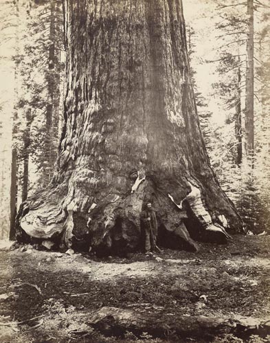 #113 - Section of the Grizzly Giant with Galen Clark,  Mariposa Grove, Yosemite