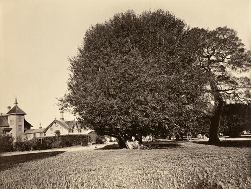 #302 - Residence of Mr. Howard with Laurel Tree Specimen, San Mateo County
