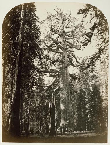#112 - The Grizzly Giant, Mariposa Grove, Yosemite