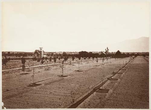 #1155 - Dobbins Orchard and Residence, Showing Method of Irrigation, San Gabriel Valley, Los Angeles County