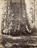 113 - Section of the Grizzly Giant with Galen Clark,  Mariposa Grove, Yosemite