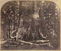 111 - Section of the Grizzly Giant,  Mariposa Grove, Yosemite